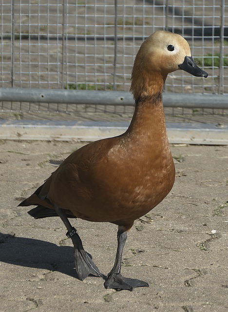泽尼特